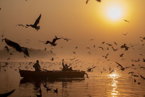 Silhouette of People Riding on Boat Surrounded with Flock of Birds Flying during Sunset