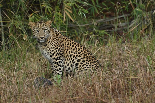 A Leopard on the Grass 