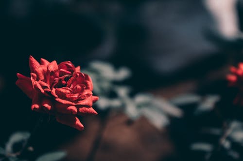 Red Flower in Close Up Photography