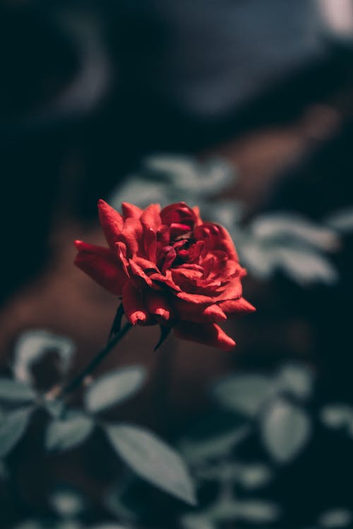 Selective Focus of a Red Rose
