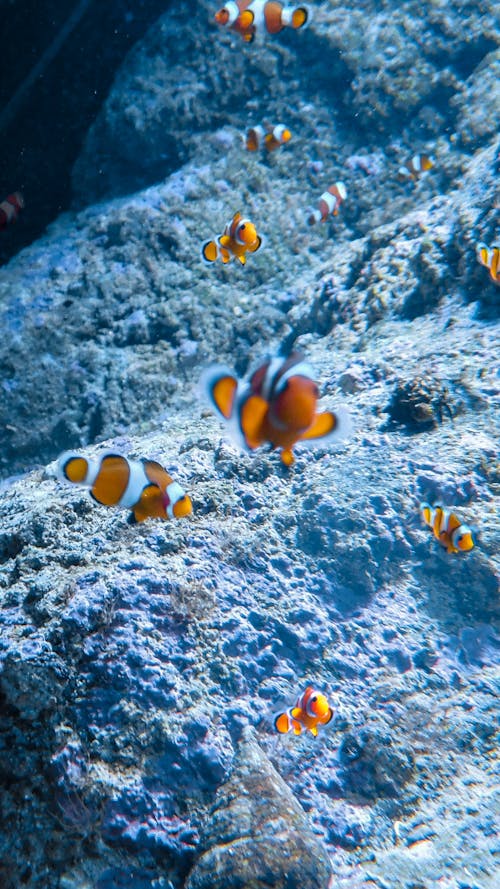 Clown Fish Swimming Underwater