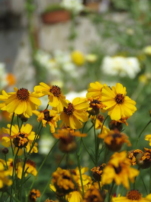 Kostnadsfri bild av blomfotografi, blomma, flora