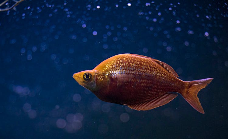 Orange Cichlid Fish In Middle Of Blue Water