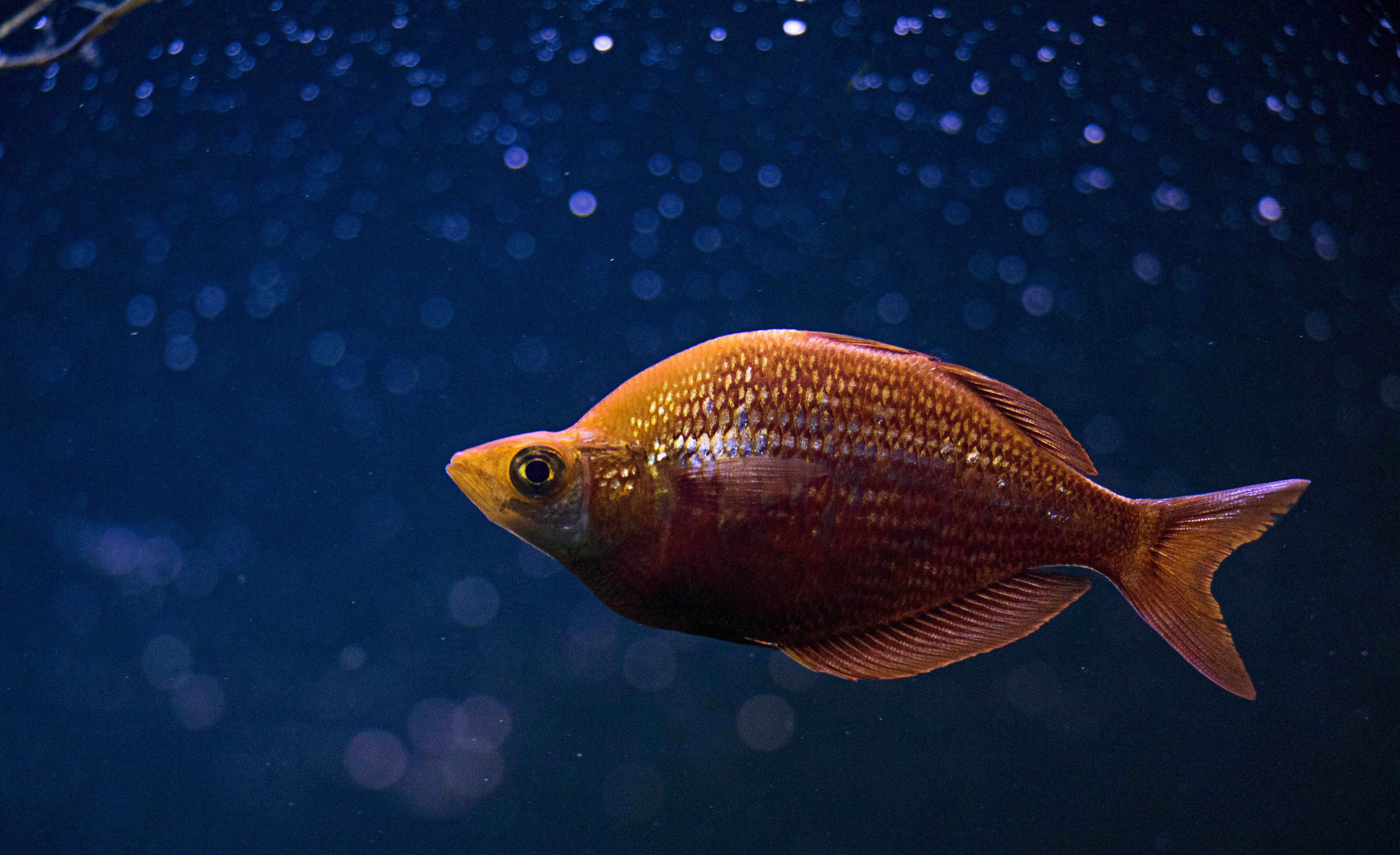 10,000+ Best Fish Images · 100% Free Download · Pexels Stock Photos