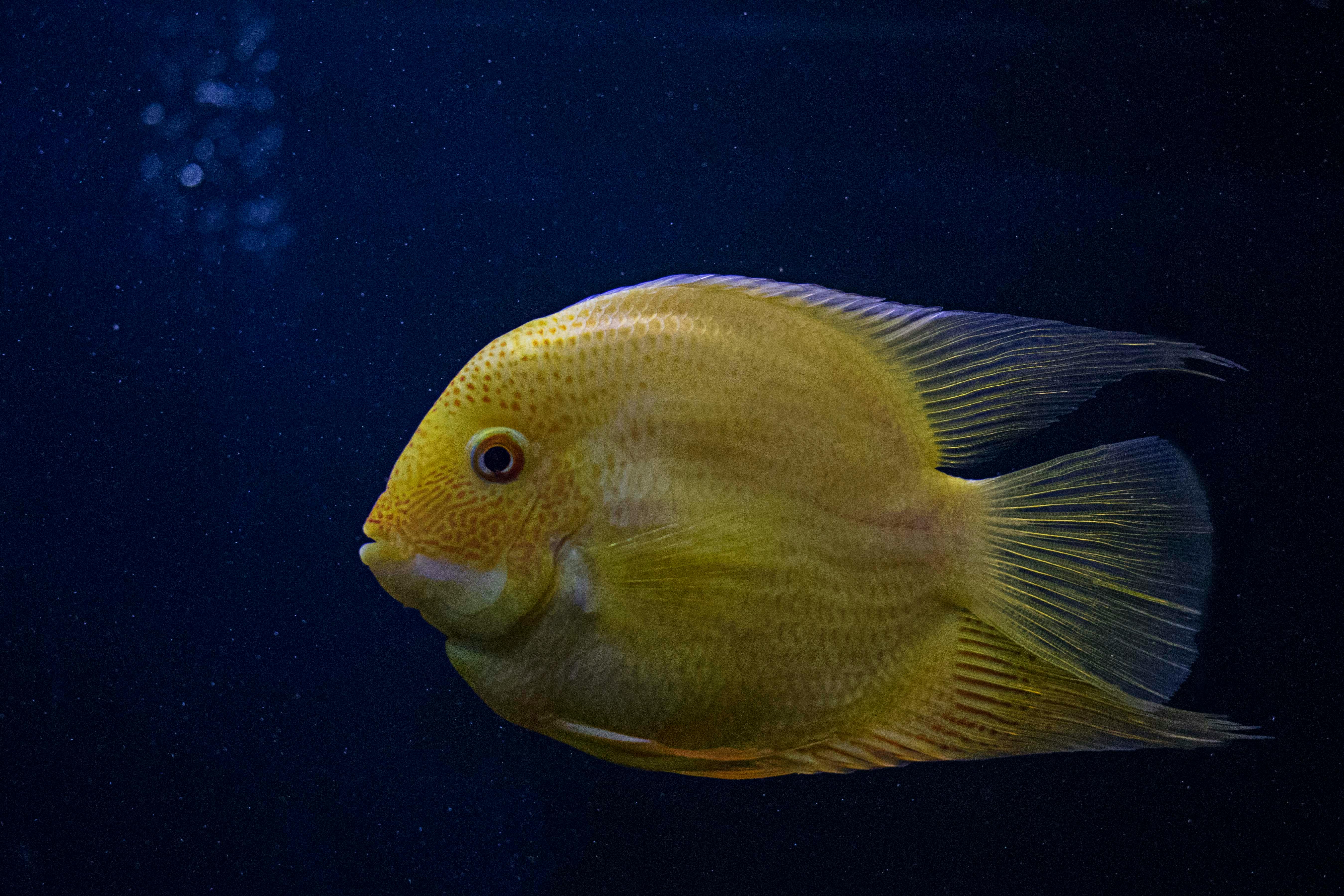 10,000+ Best Fish Images · 100% Free Download · Pexels Stock Photos