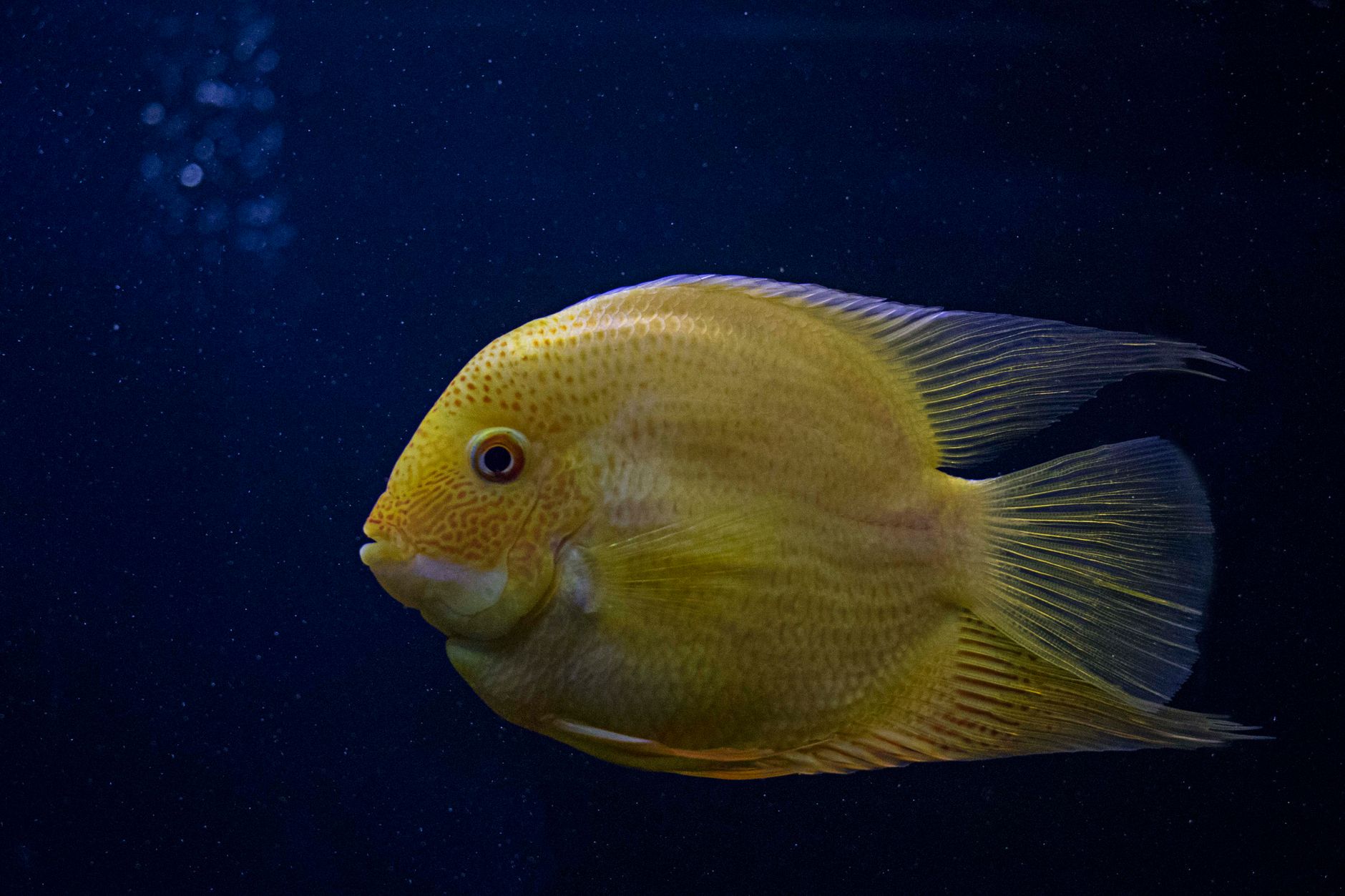 A vivid yellow fish captured swimming gracefully in a deep blue aquatic environment.
