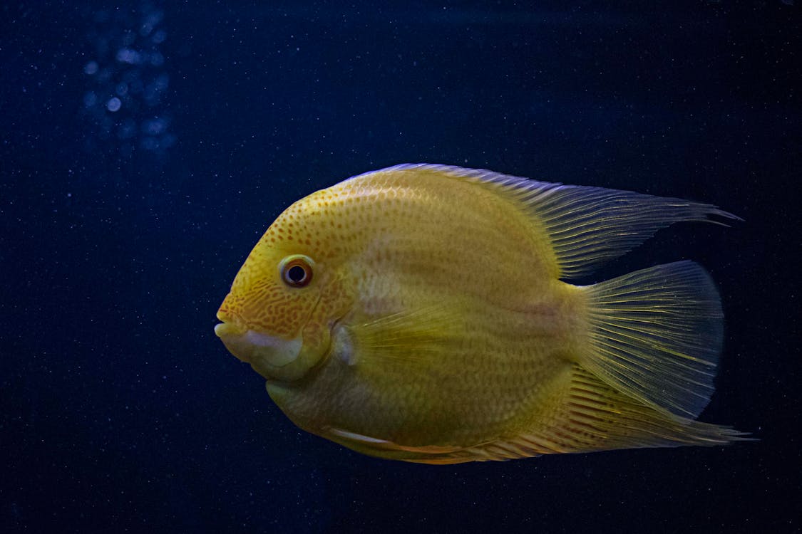 Ikan Kuning Dalam Fotografi Close Up