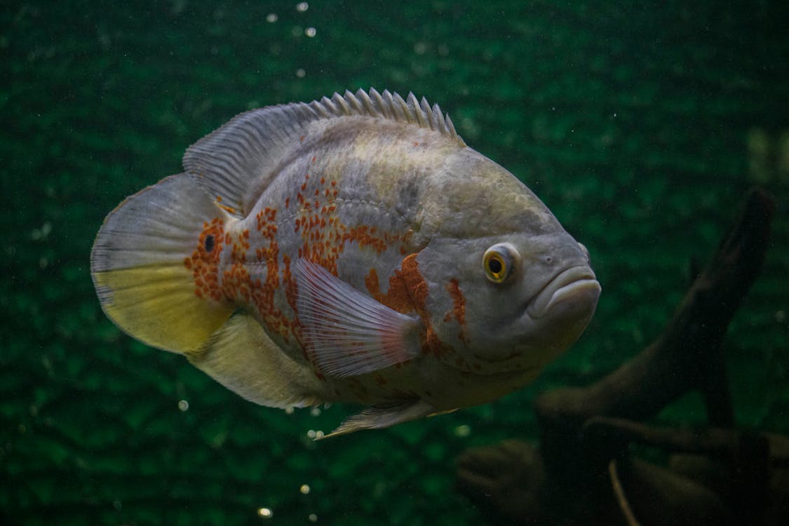 Tiger Oscar Fish