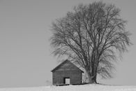 Grayscale Photo of House Near Bare Tree