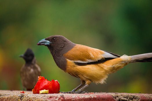 Selective Focus a Rufous Treepie Eating a Red Fruit