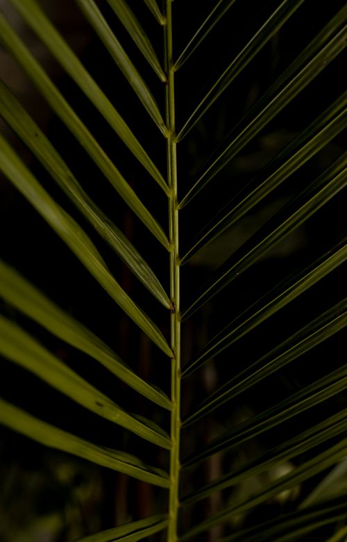 Free A vibrant close-up of a tropical palm leaf showcasing detailed textures and natural patterns. Stock Photo