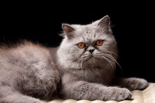 Beautiful grey Persian cat with orange eyes relaxing against a black background.