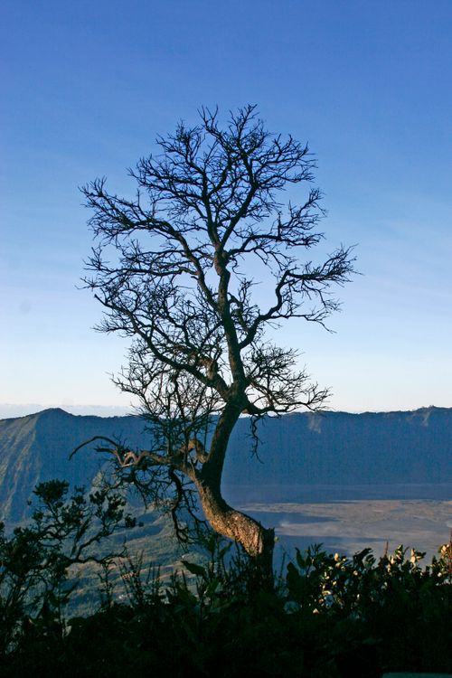 Photo of a Leafless Tree · Free Stock Photo