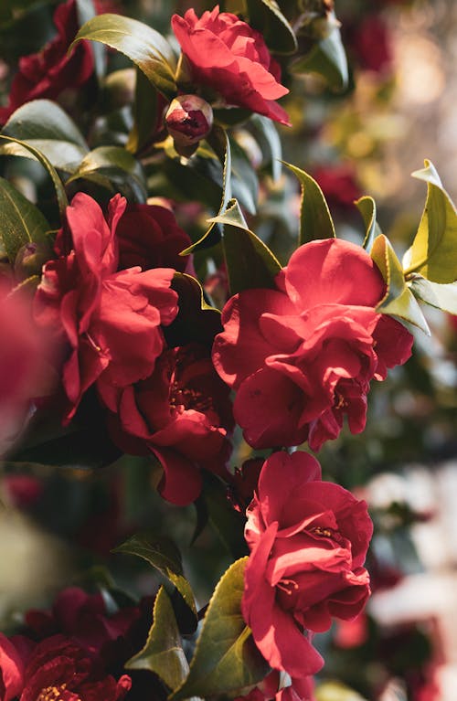 Gratis arkivbilde med blomsterfotografering, blomstre, flora