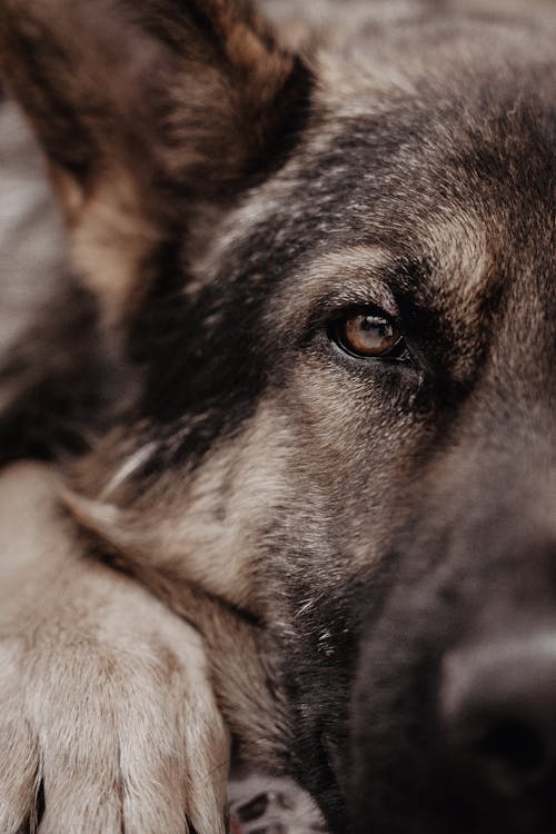 Kostenloses Stock Foto zu deutsch schäfer, haustier, hund