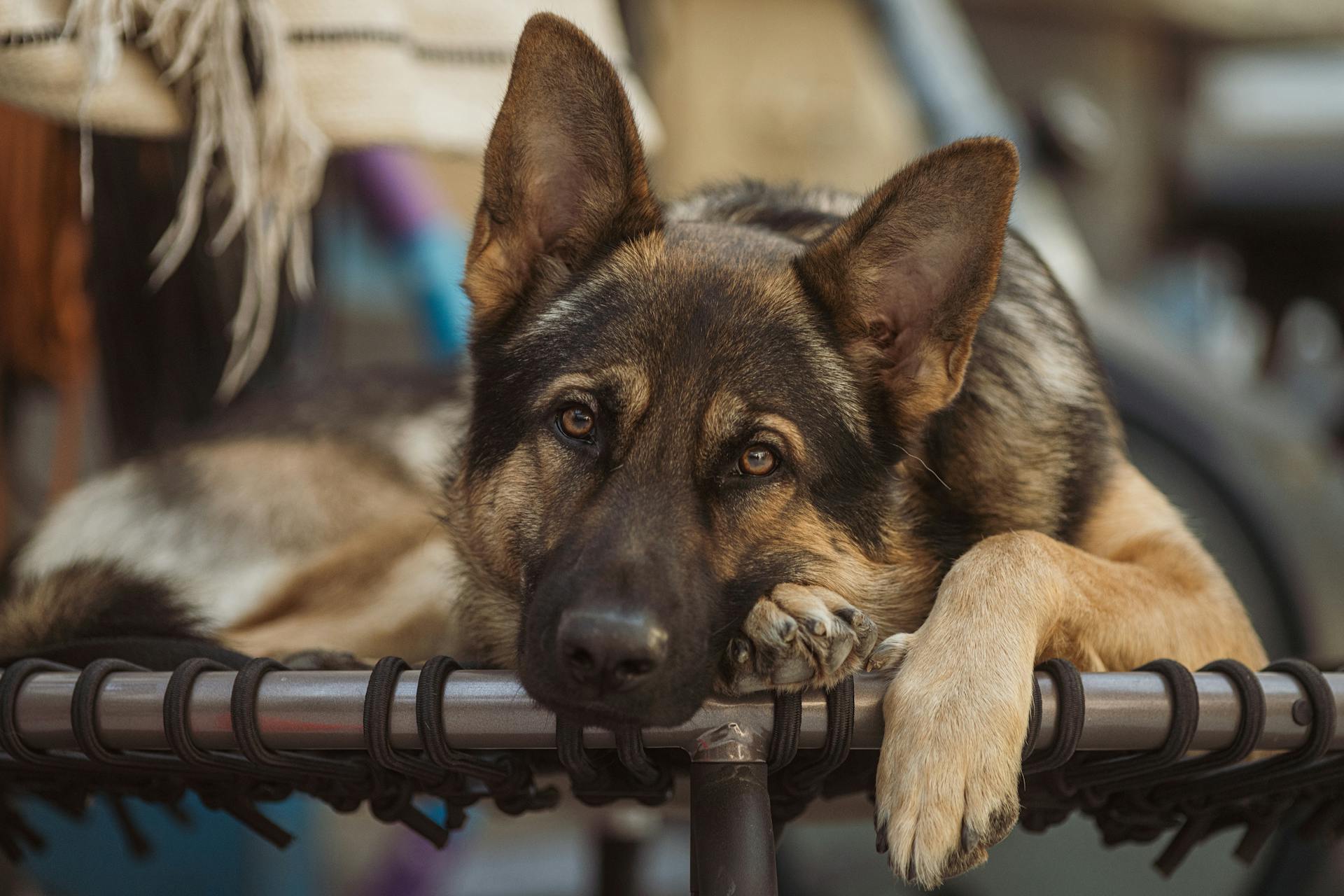 Närbilder av en schäferhund