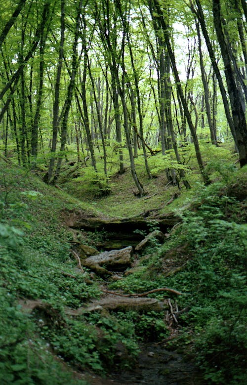 Photos gratuites de à feuilles persistantes, couvert de mousse, forêt