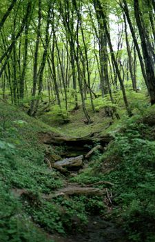 A serene forest path surrounded by tall green trees and lush foliage.