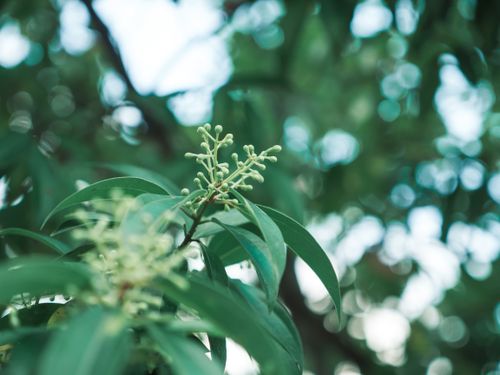 Free A vibrant close-up of green leaves and small buds with a bokeh background, highlighting nature's beauty. Stock Photo
