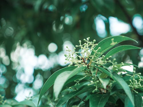 Closeup of a Green Bush with Seeds