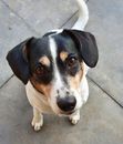 White Black and Brown Short Coated Dog Sitting on Gray Concrete Floor