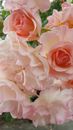 Close Up photo of Pink Roses in Bloom