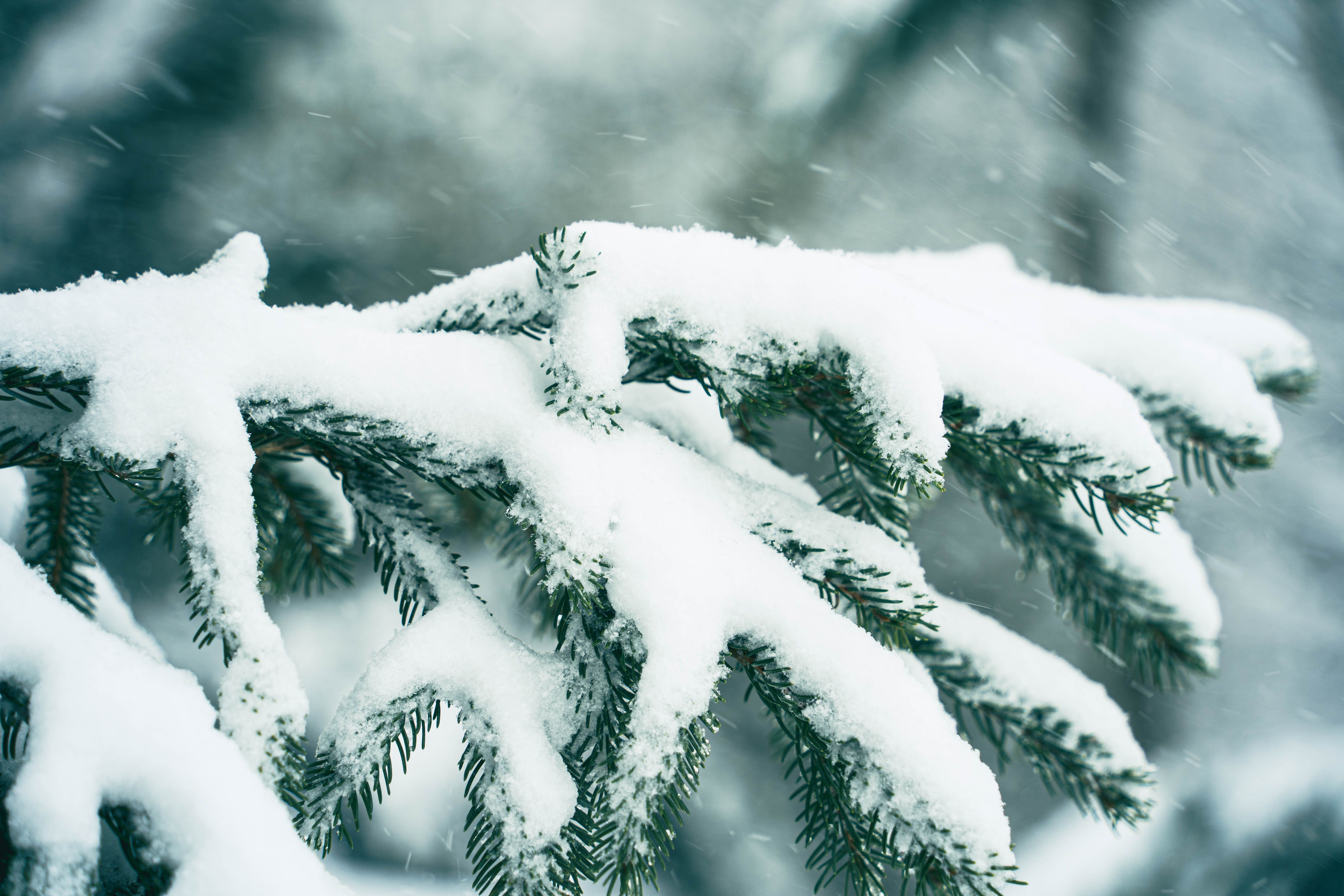 Coniferous Branch Covered with Snow · Free Stock Photo
