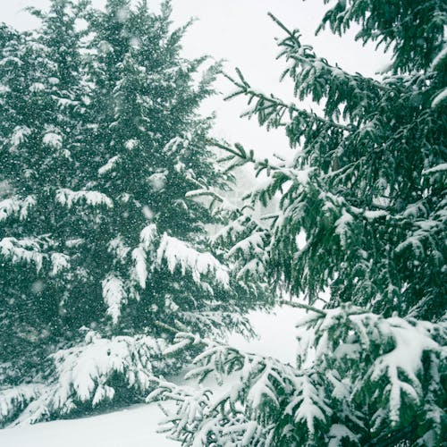 Coniferous Trees Covered With Snow