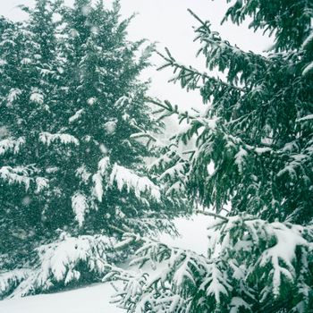 Snow-covered conifer trees in a serene winter landscape, showcasing natural beauty.
