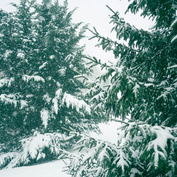 Frosted pine branches in flat winter light — photo by Wandering Bo on Pexels