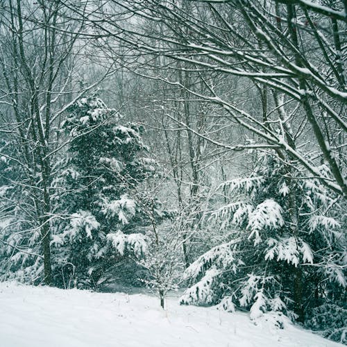 Coniferous Trees Covered with Snow