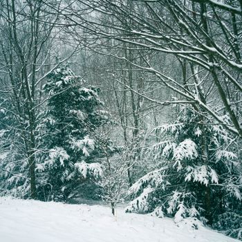 Tranquil winter landscape with snow-laden conifers and deciduous trees in a serene forest.