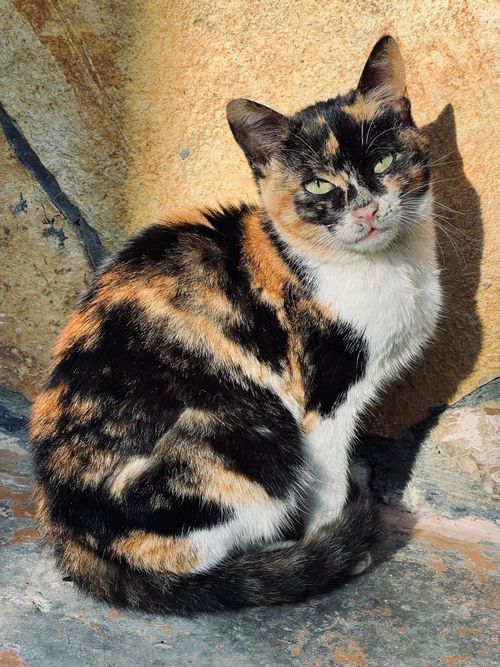 Free A vibrant calico cat basking in sunlight against a stone background. Stock Photo