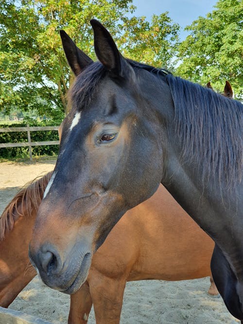 Fotos de stock gratuitas de animal de granja, caballo, crin