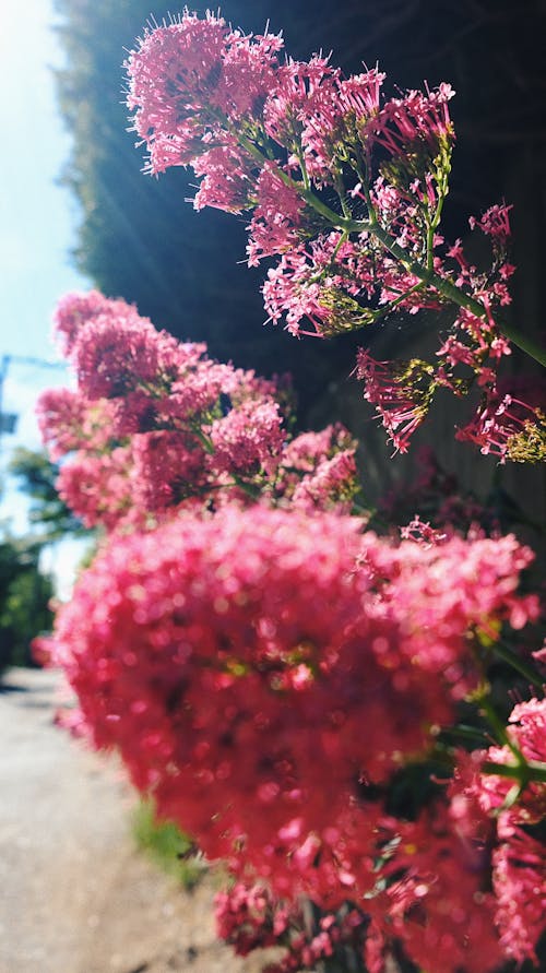 Fotos de stock gratuitas de Canadá, color brillante, flores floreciendo