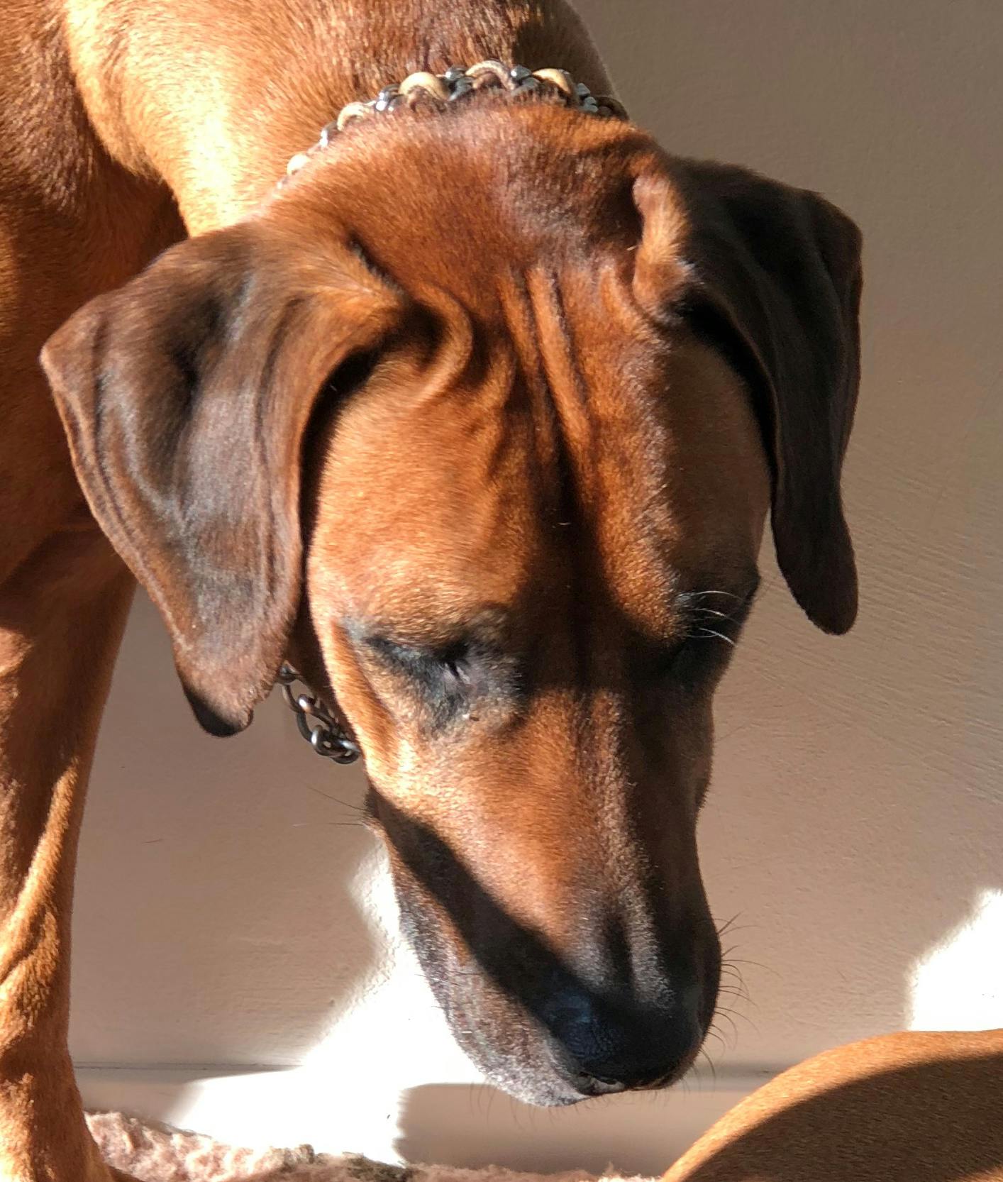 ローデシアン リッジバックの無料の写真素材