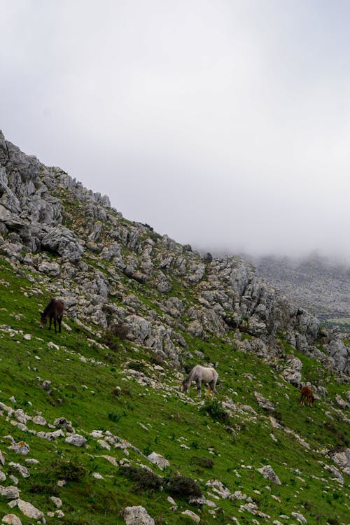 Horses Eating Grass on Mountainside