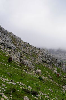 A scenic mountain landscape in Tetouan, Morocco with grazing horses and misty skies.