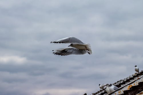 White Bird Flying Over a Roof