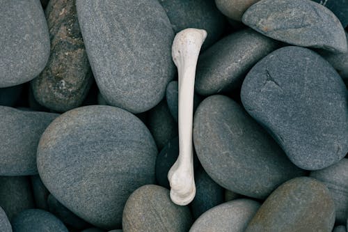 Bone on the of Stones