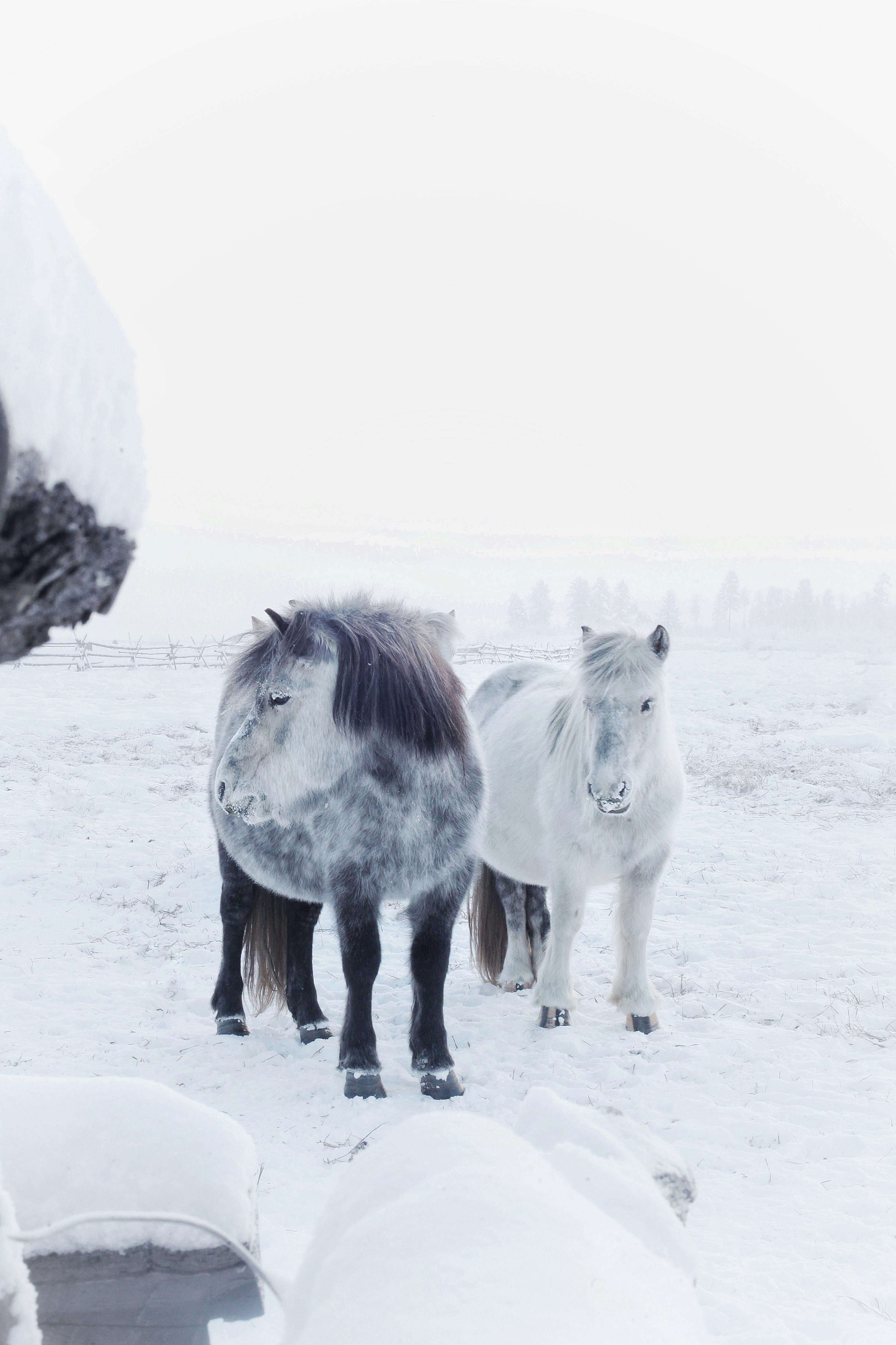 Ilmainen kuvapankkikuva aiheesta eläin, eläinten teemoja, hevonen, kauneus,  lumi, luonto, puhelimen taustakuva, pystysuuntainen laukaus,  shetlanninponit, talvi