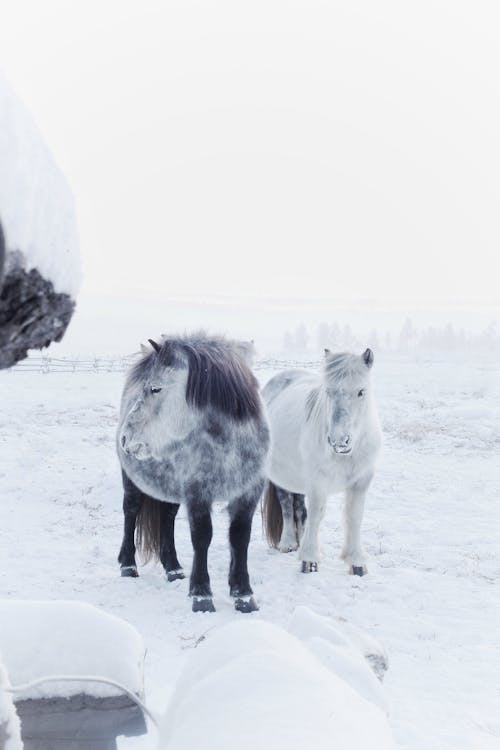 White and Gray Shetland Ponies in Snow 