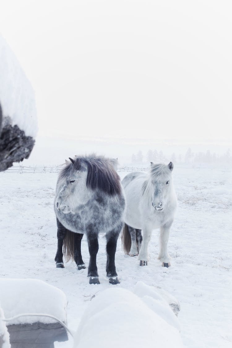 White And Gray Shetland Ponies In Snow 