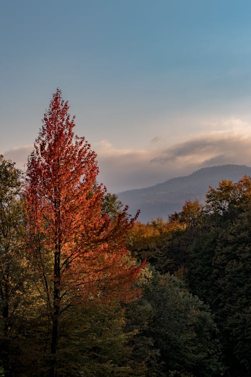 Red and Green Trees Under Blue Sky