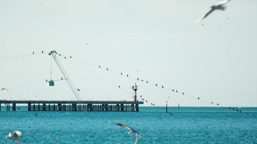 Birds over Sea and Harbor, Flying and Perching