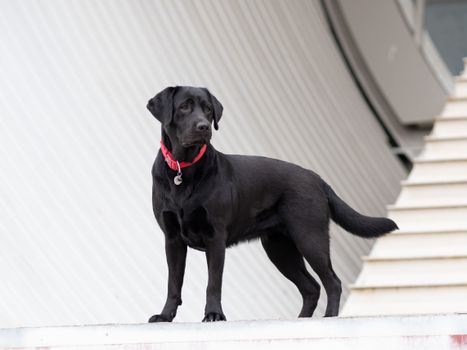 Majestic black Labrador retriever wearing a red collar stands outdoors on a modern architectural background.