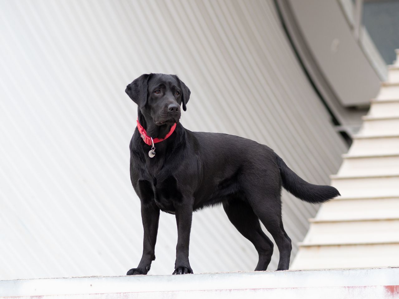 majestic black labrador retriever wearing a red collar stands outdoors