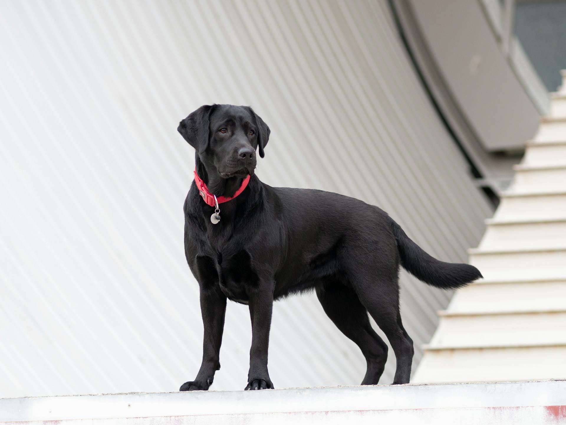 En svart labrador på en plattform