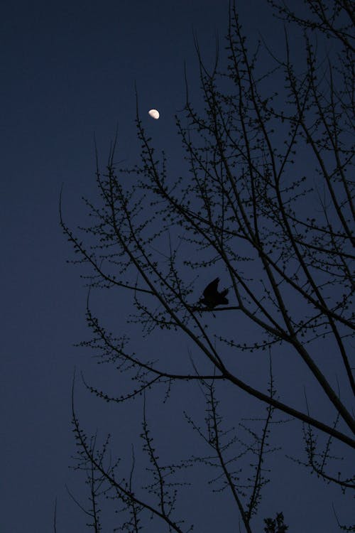Gratis Immagine gratuita di buona notte, cielo notturno, fotografia lunare Foto a disposizione