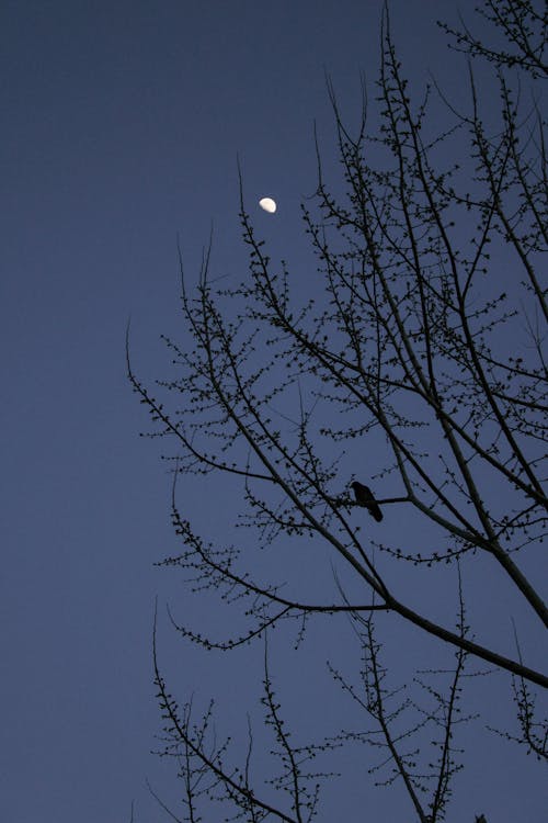 Silhouette of a Bird on a Tree Branch 